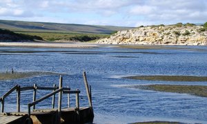Could the Cape Otter be a potential indicator of water pollution levels?